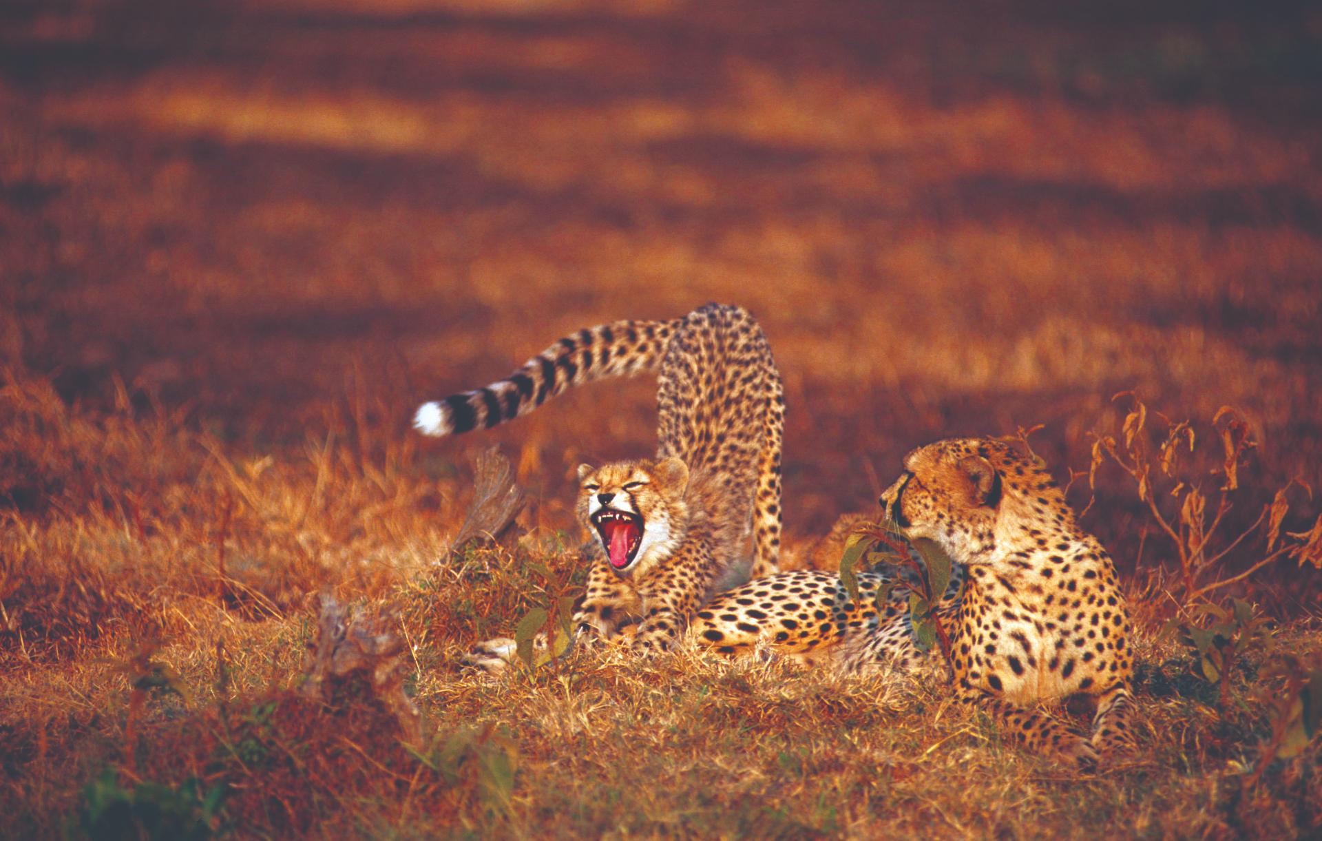 Two cheetahs resting in the golden light of dusk