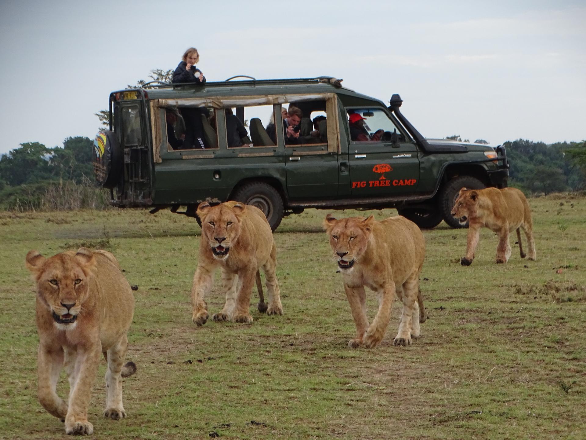 Pride of lionesses walking past a safari vehicle in Masai Mara
