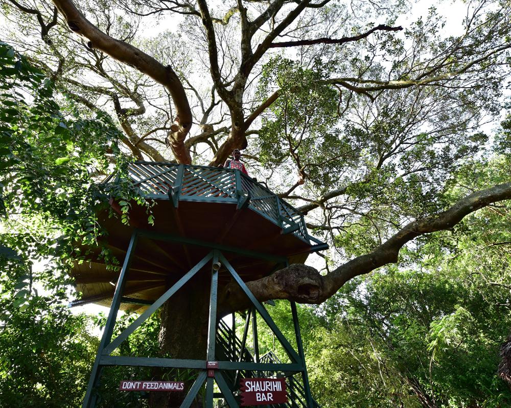Treehouse bar at Fig Tree Camp in Masai Mara