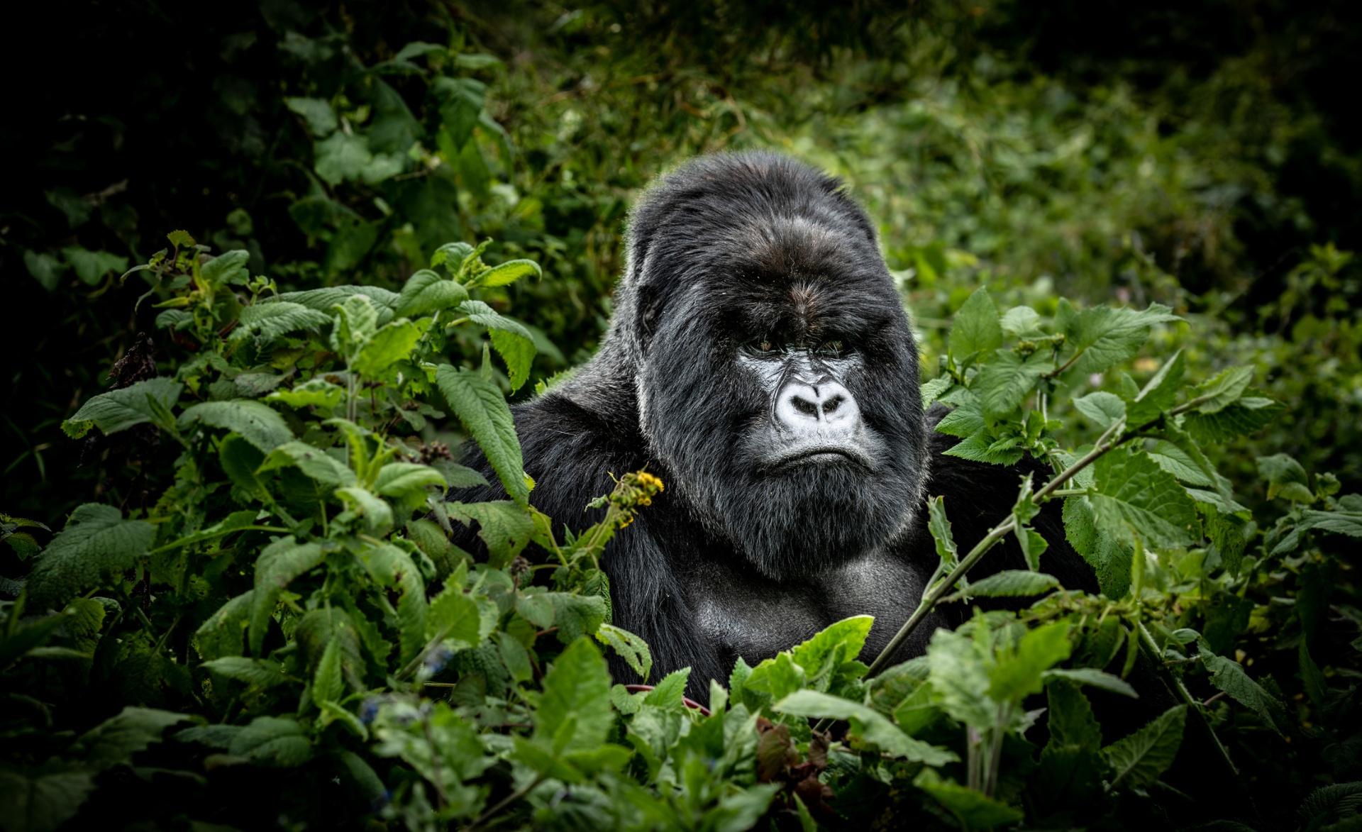 Majestic silverback gorilla portrait surrounded by lush green foliage