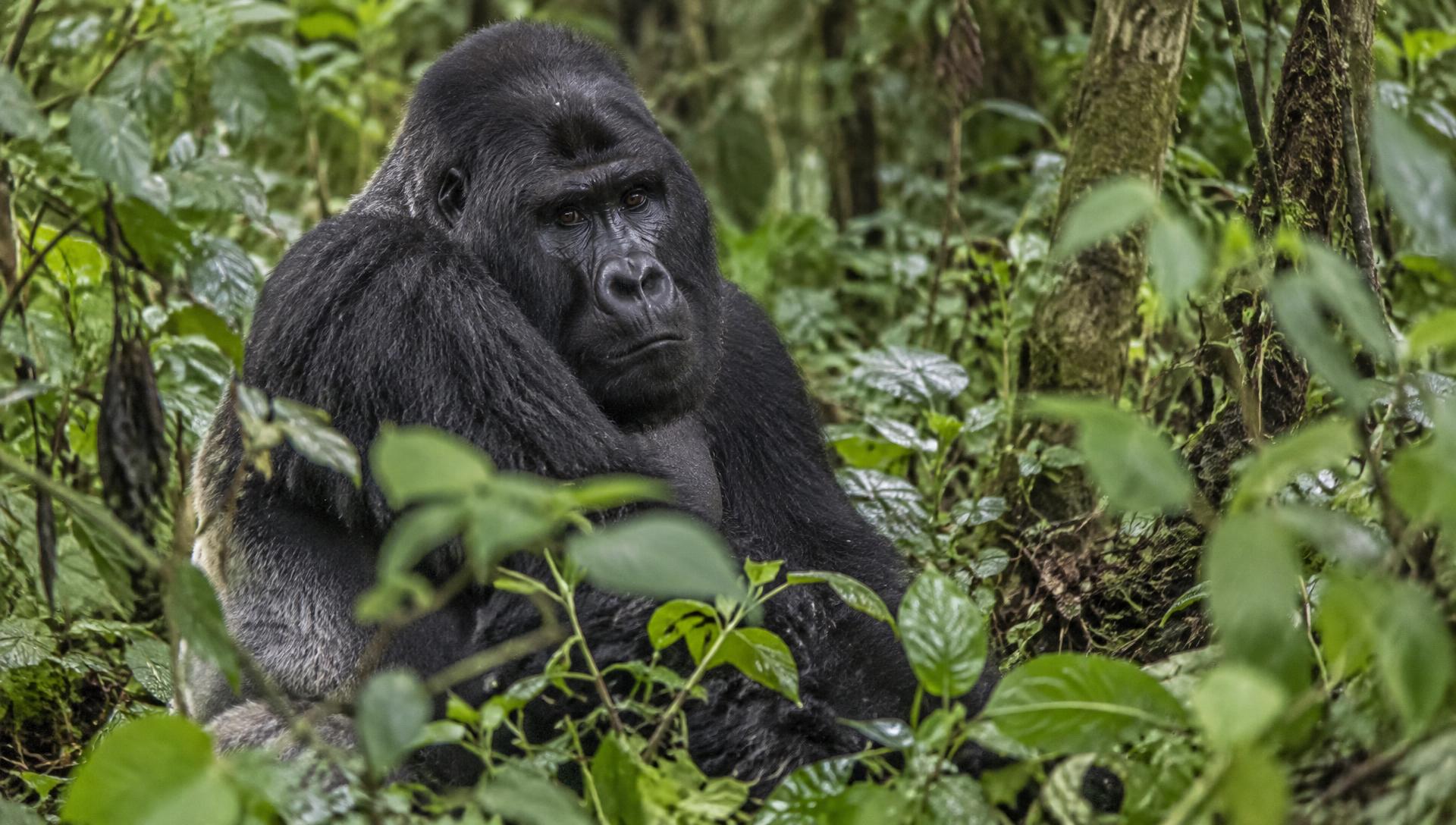 Gorilla Trekking 101: What You Need to Know