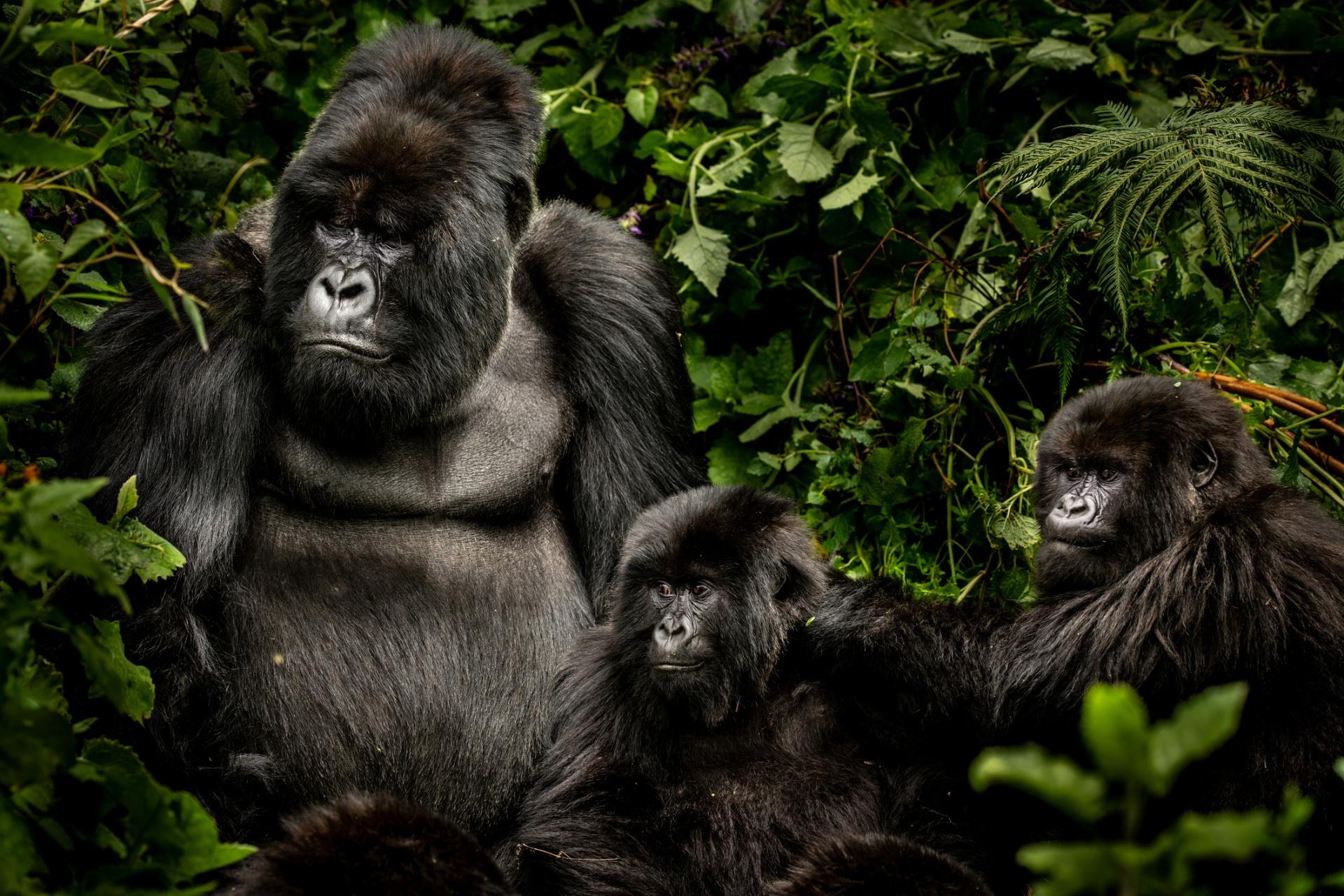 Africa's Most Intimate Wildlife Encounter