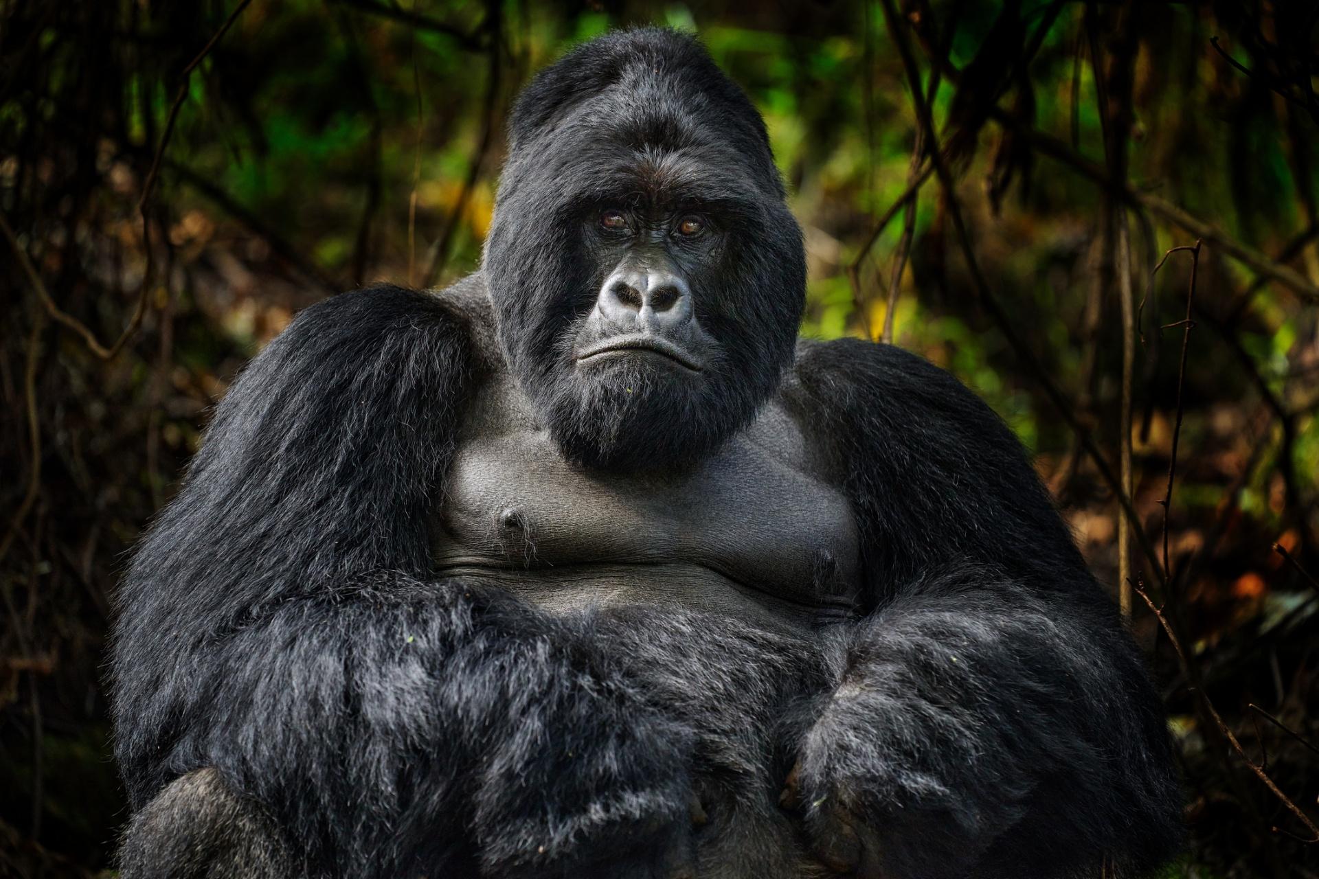 Gorillas & Rwanda