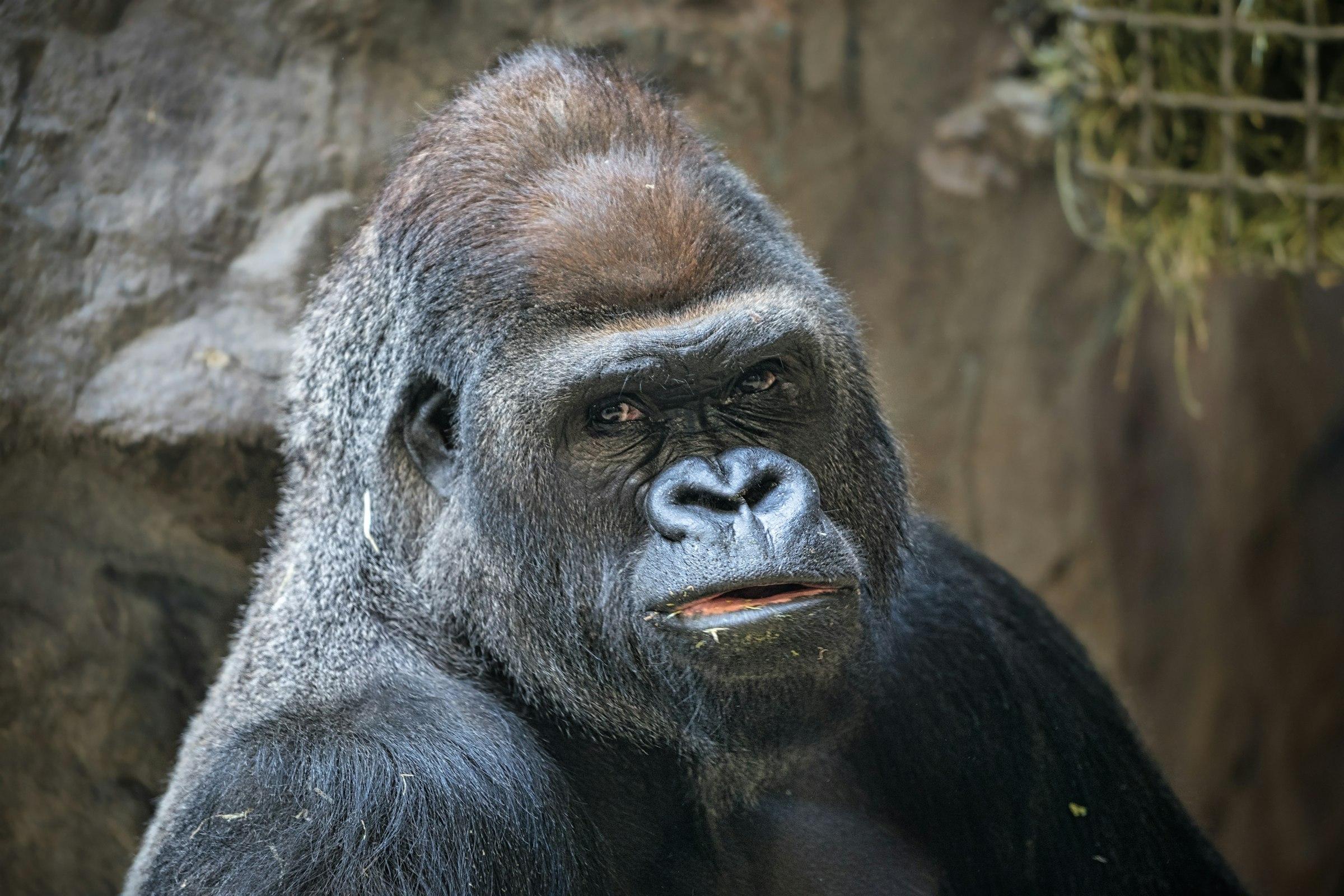 Gorillas & Rwanda