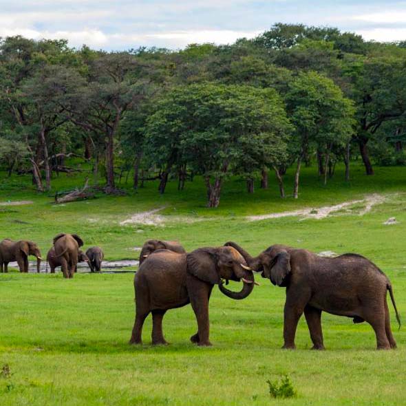 Elephants gathering at Hwange waterhole
