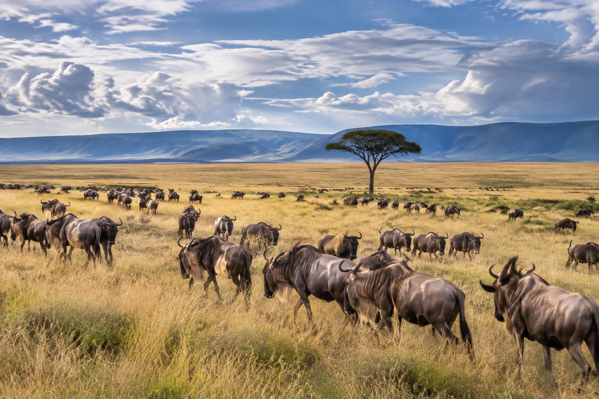East Africa Combo Tour: Kenya & Tanzania Safari