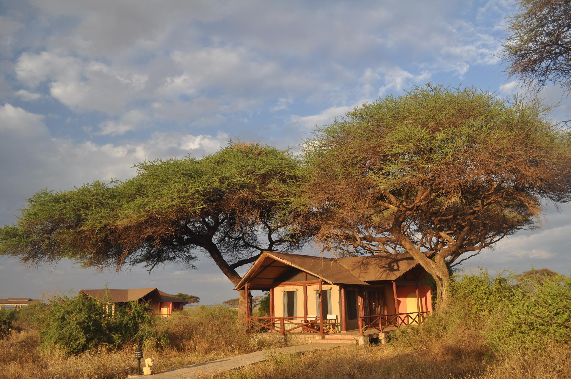 Safari tents framed by iconic acacia trees in Amboseli