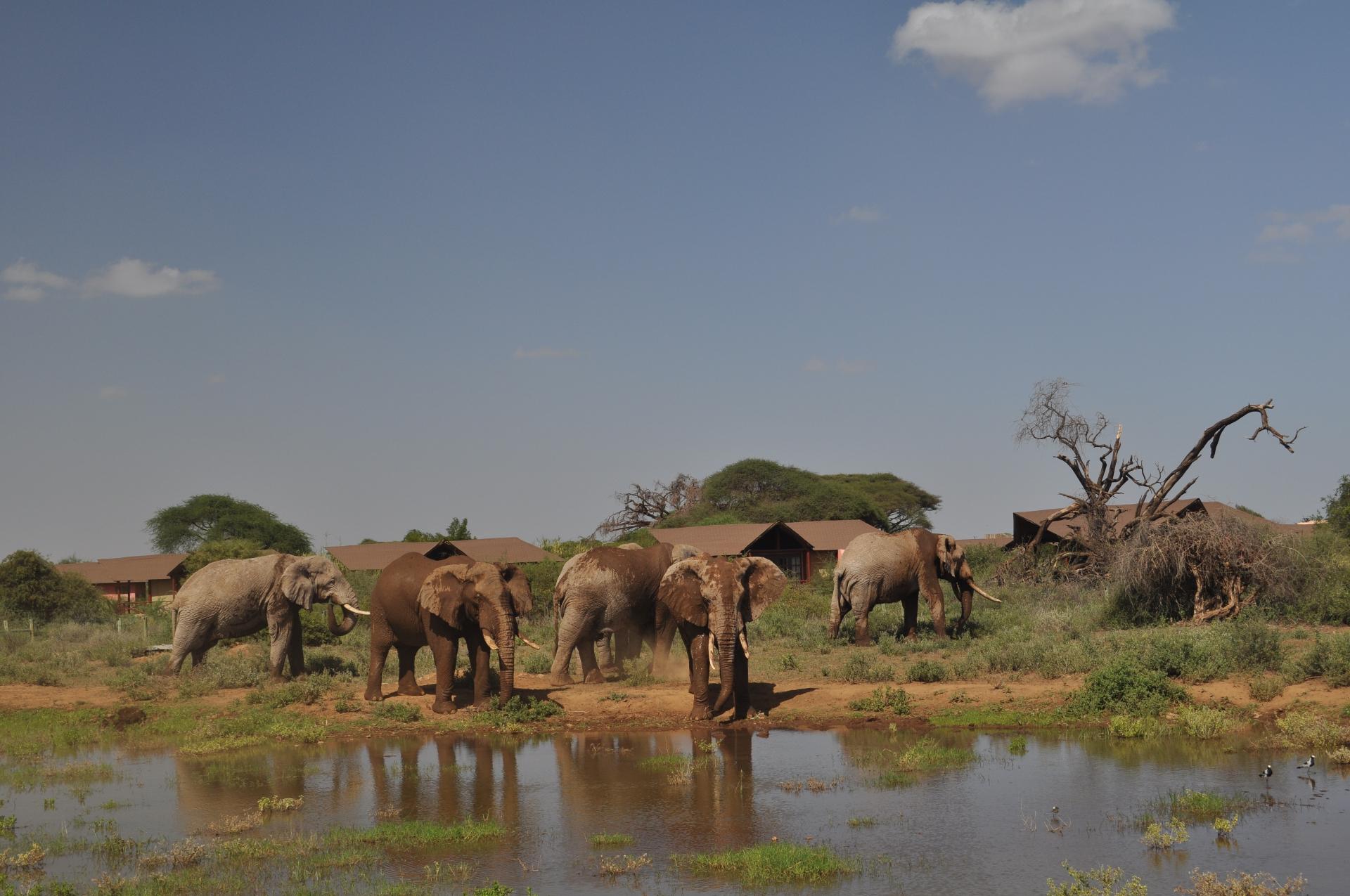 Herd of elephants drinking at a waterhole near Kilima Safari Camp