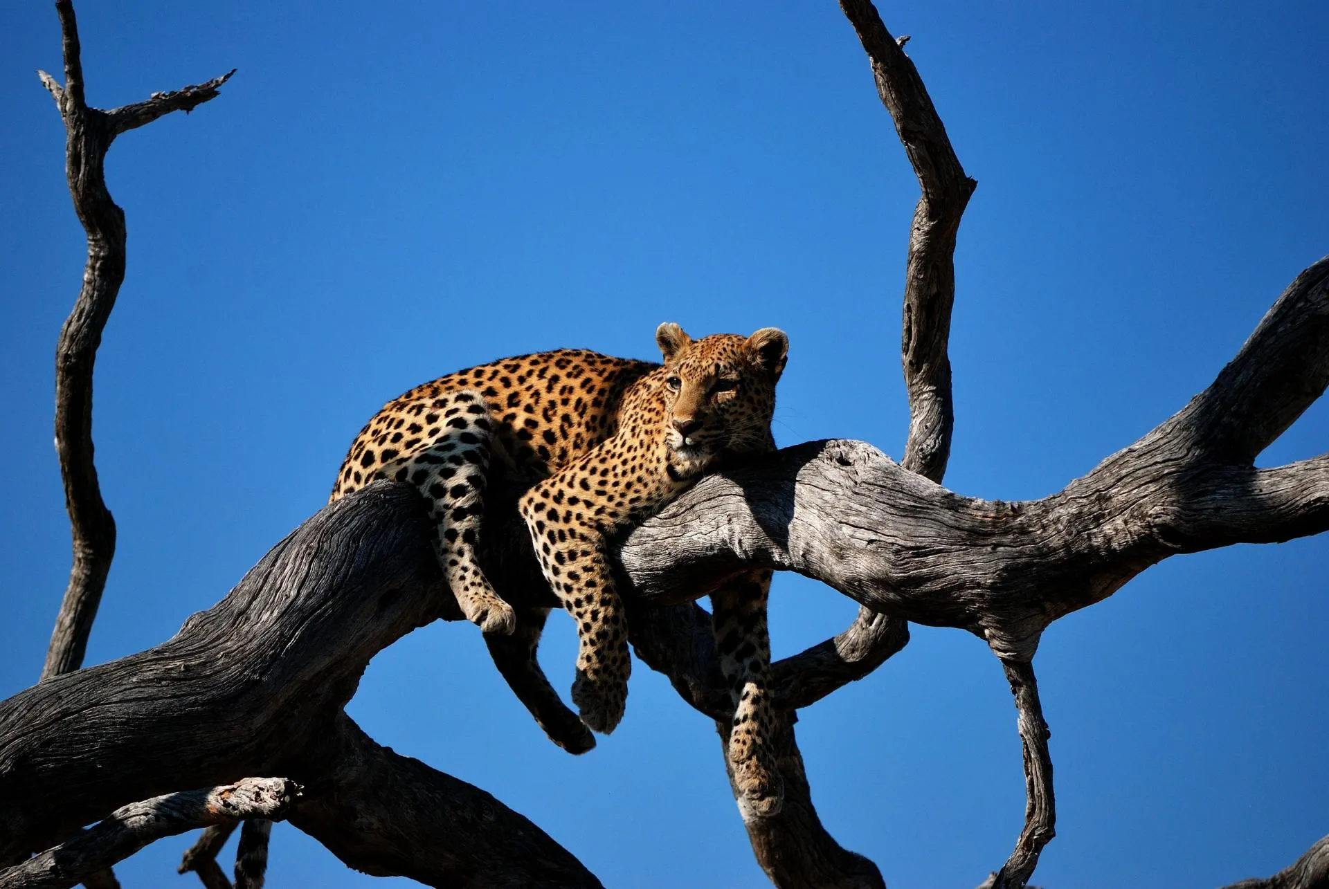 Leopard resting in an acacia tree