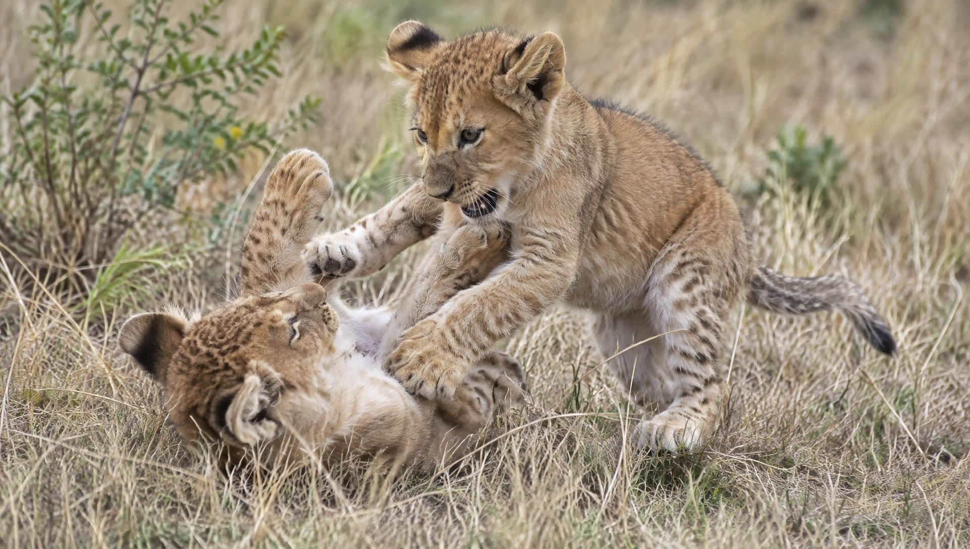 Young lion cubs playing in Tanzania