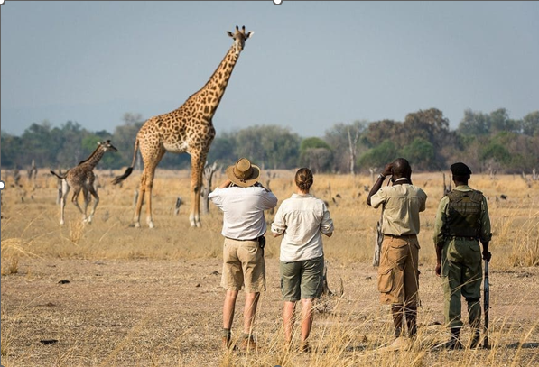 Giraffes on a Zambia walking safari
